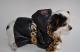 Chihuahua Dark Linea Lady Blue Moon , Graffity Dark 