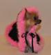 Chihuahua Dark Linea Lady Blue Moon , Miss Mia 