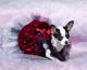 Chi Siamo , Coc� Chanel 